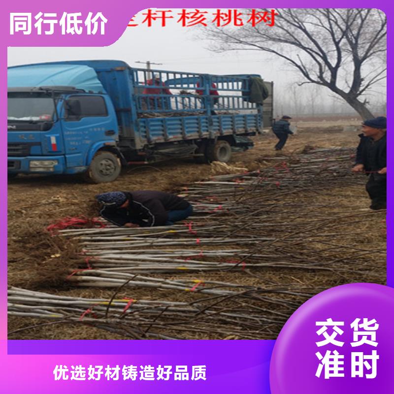 核桃苗红富士苹果树苗诚信为本