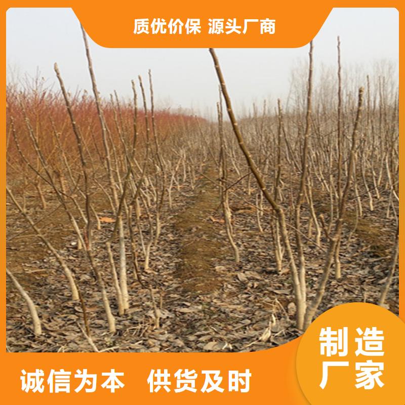 供应原生核桃树苗