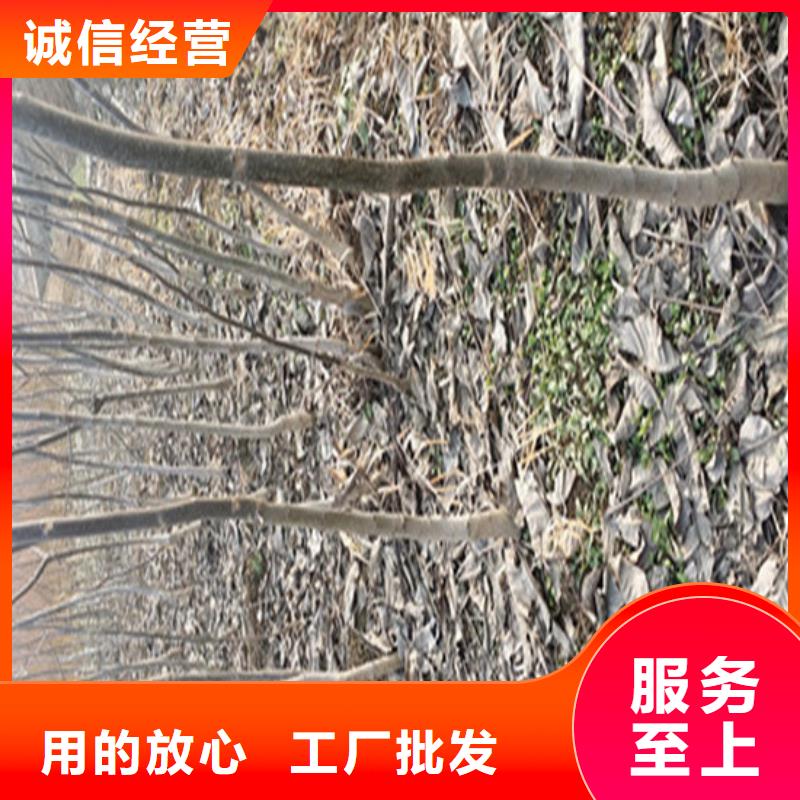 核桃苗-蜂糖李子树苗不断创新