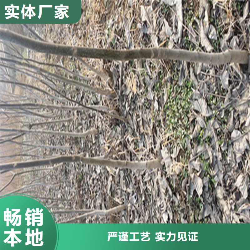 核桃苗红颜草莓好品质用的放心