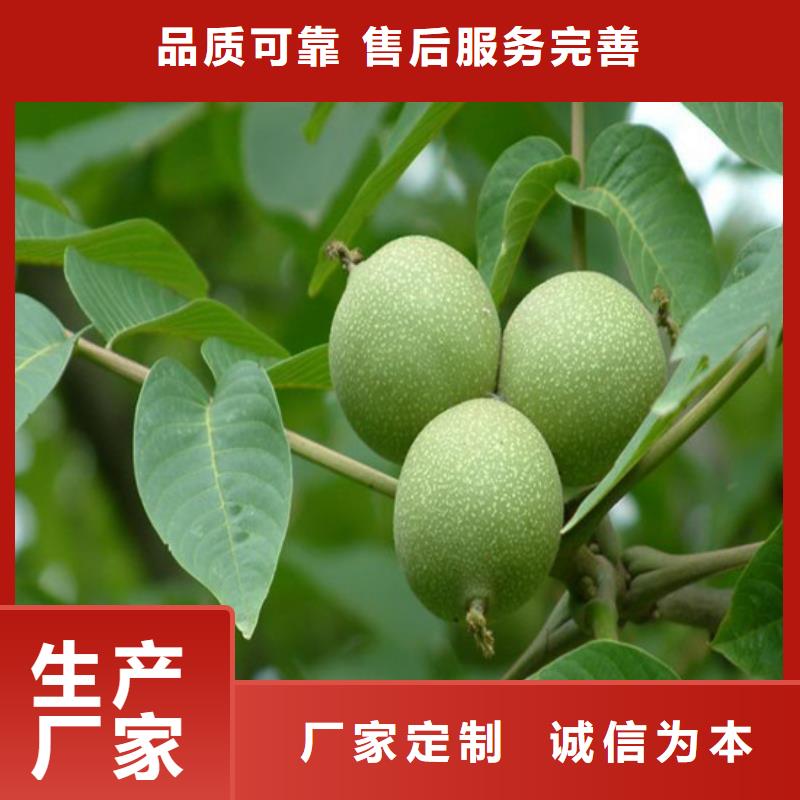 核桃苗红富士苹果树苗诚信为本