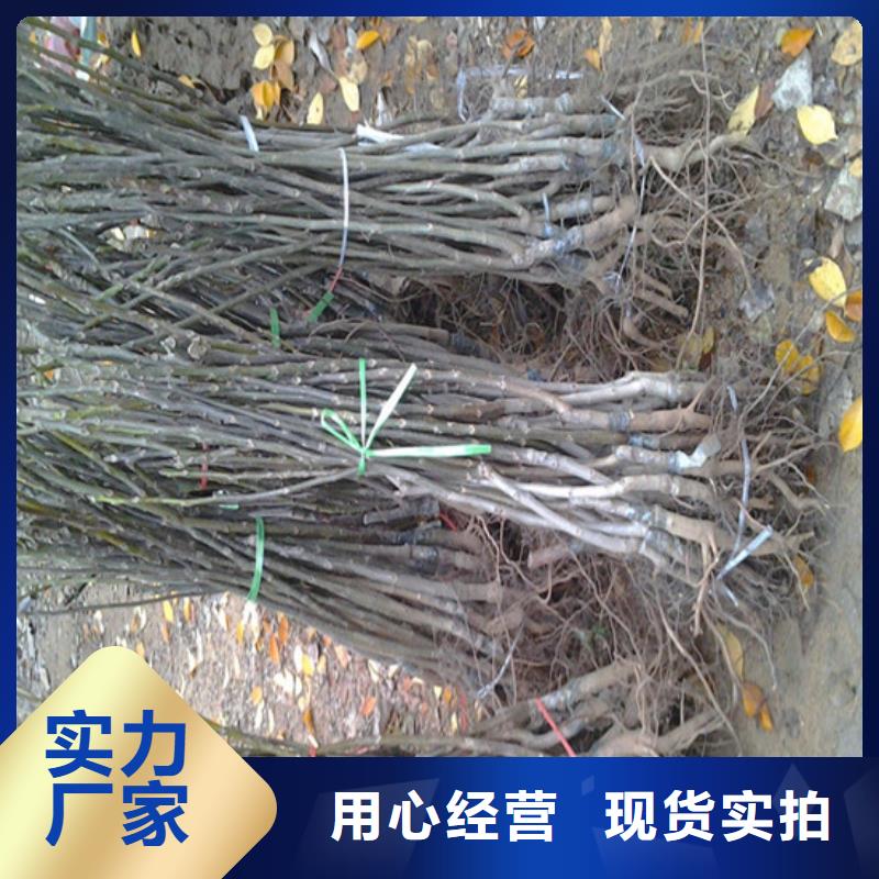 核桃苗红富士苹果树苗诚信为本
