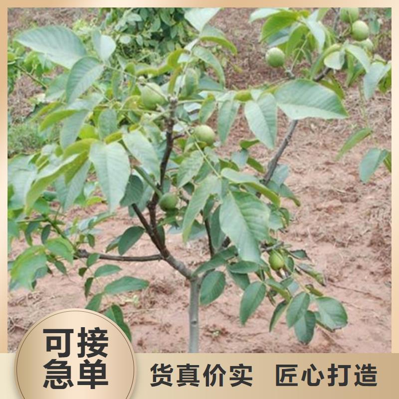 核桃苗-蜂糖李子树苗不断创新