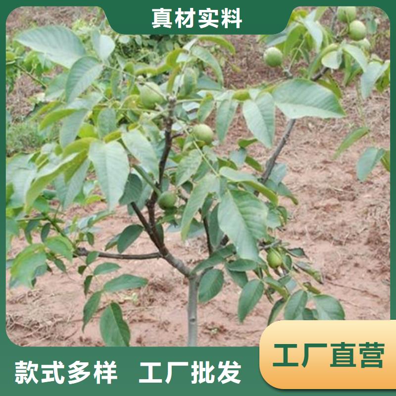 供应原生核桃树苗