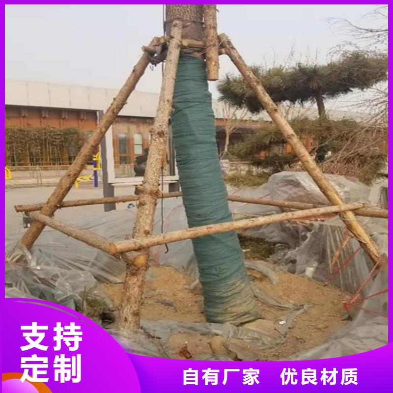 裹树布