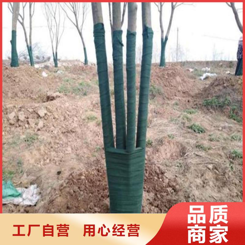 大树包树布批发销售