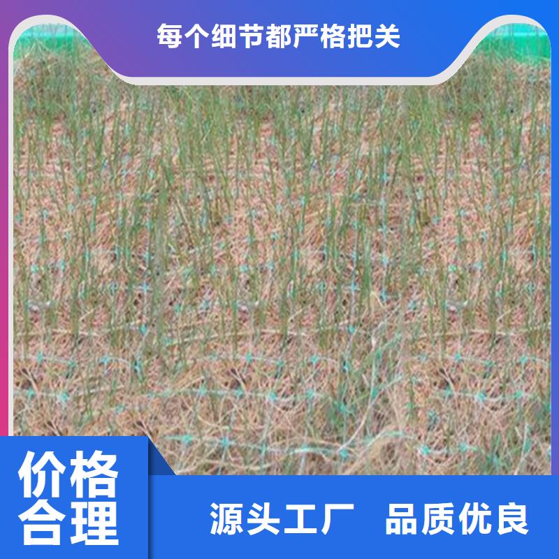抗老化植草毯