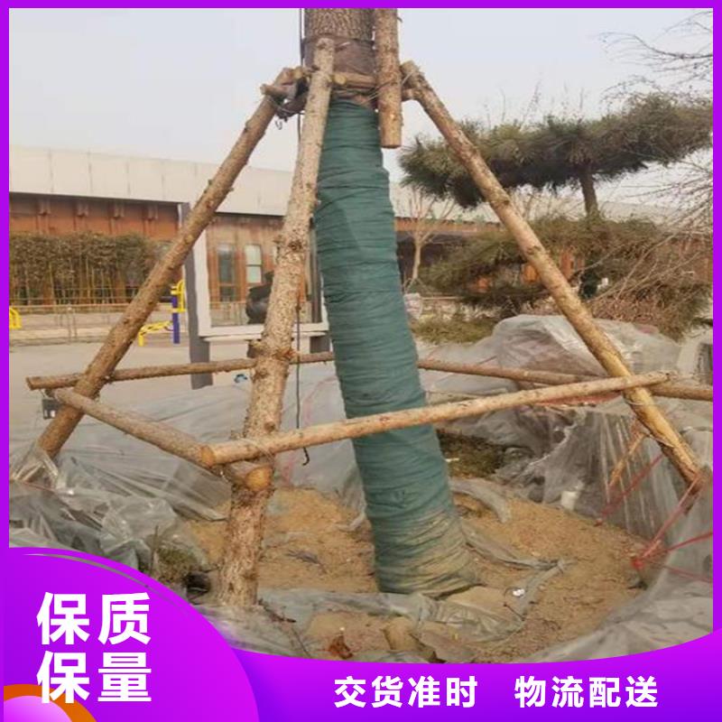 大树裹树布绿色裹树无纺布