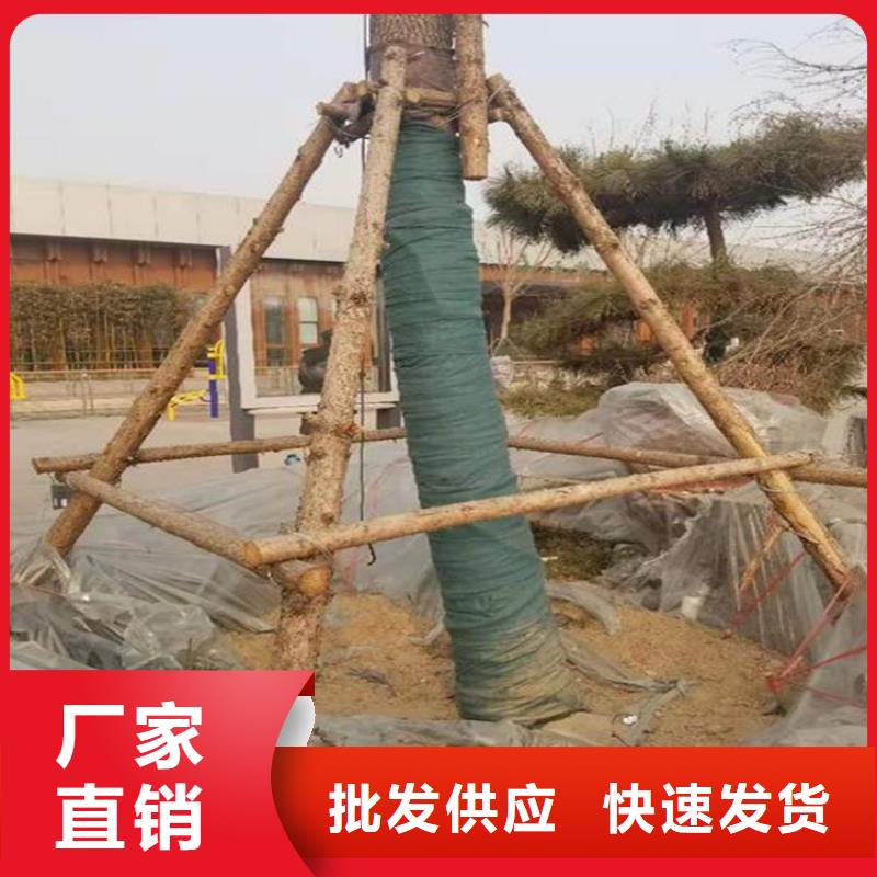 大树裹树布绿色裹树无纺布
