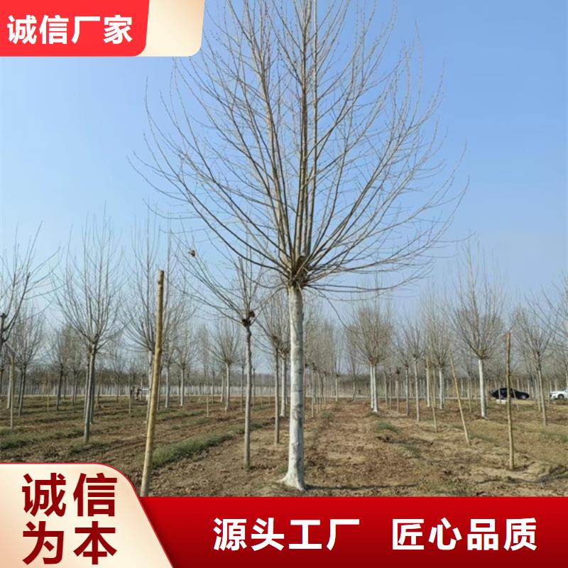 10公分法桐价格货源充足法桐