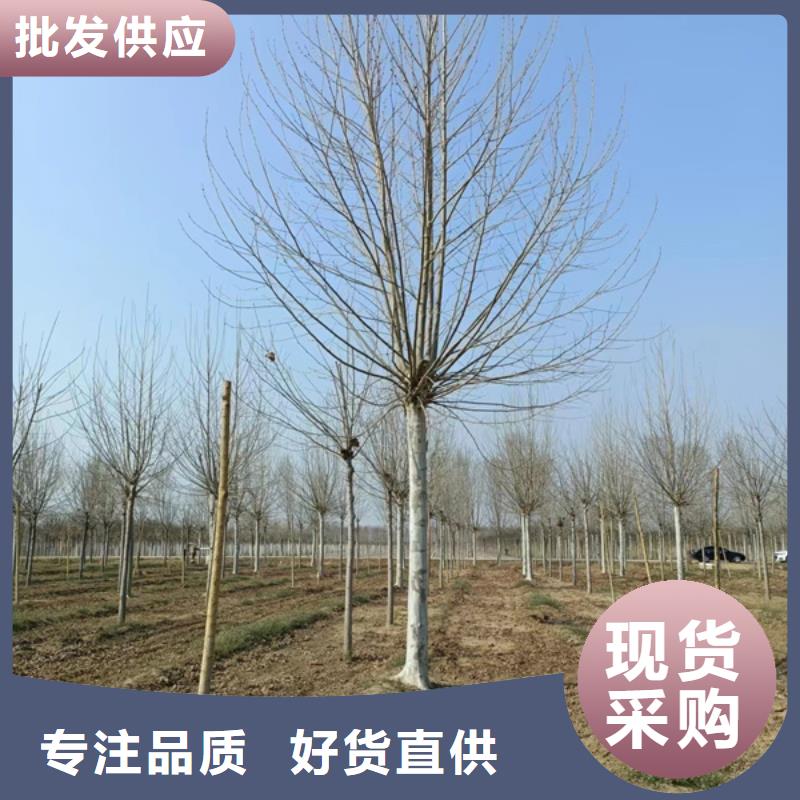 法桐免费咨询法桐
