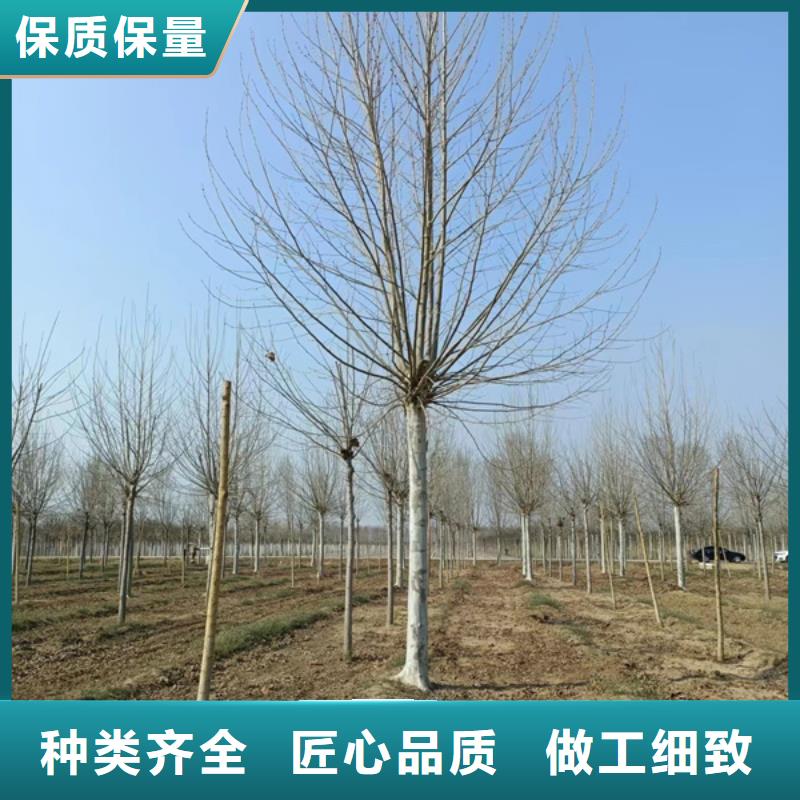 速生法桐量大从优法桐