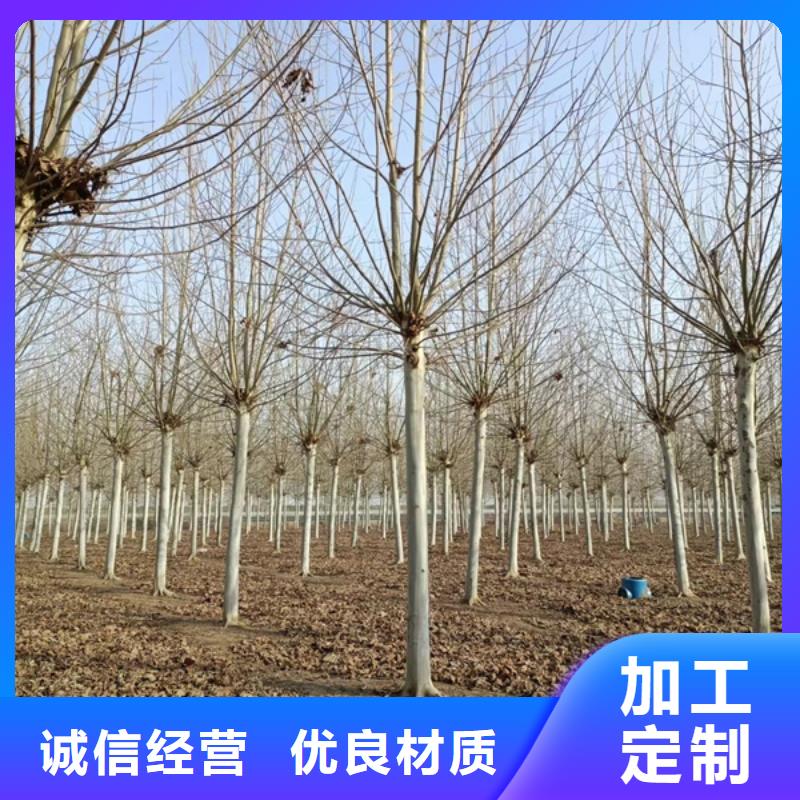 找15公分法桐厂家直销