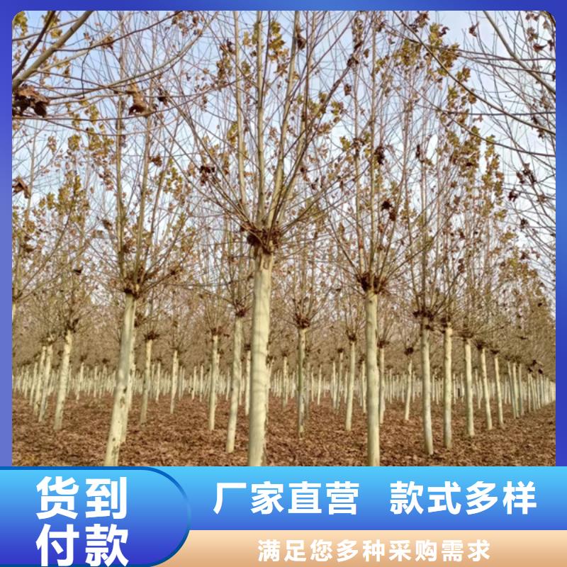 造型法桐多种规格任您选择