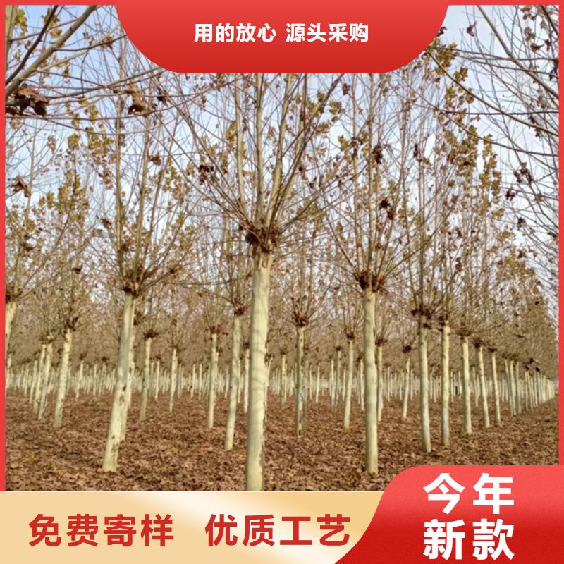 速生法桐价格优惠法桐