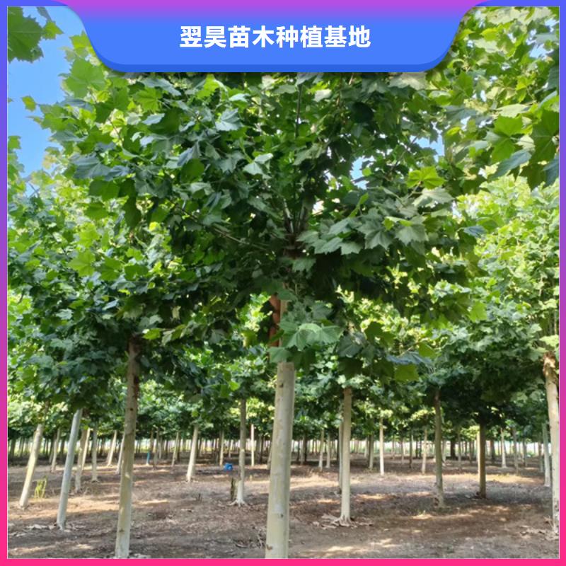 法桐价格供应法桐
