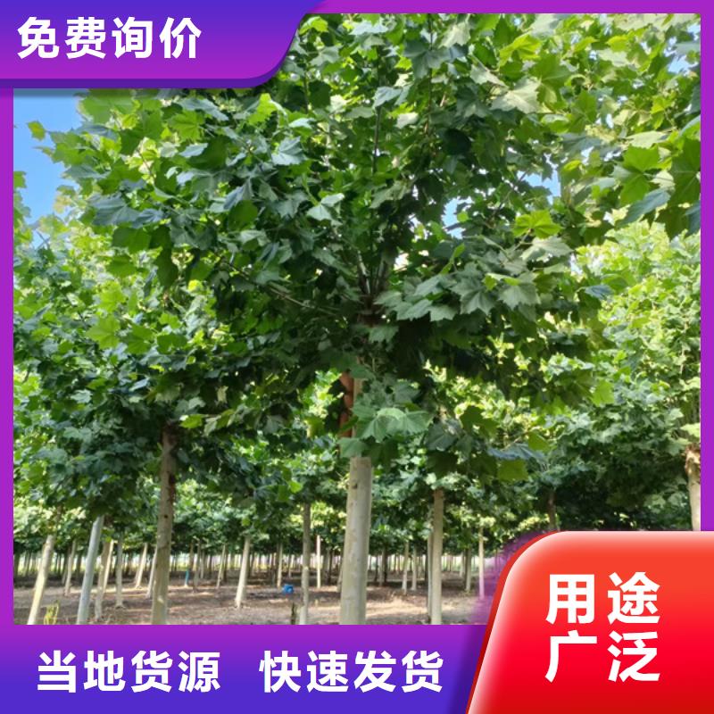 造型法桐放心选择法桐