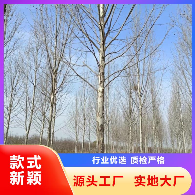 法桐白蜡价格地道