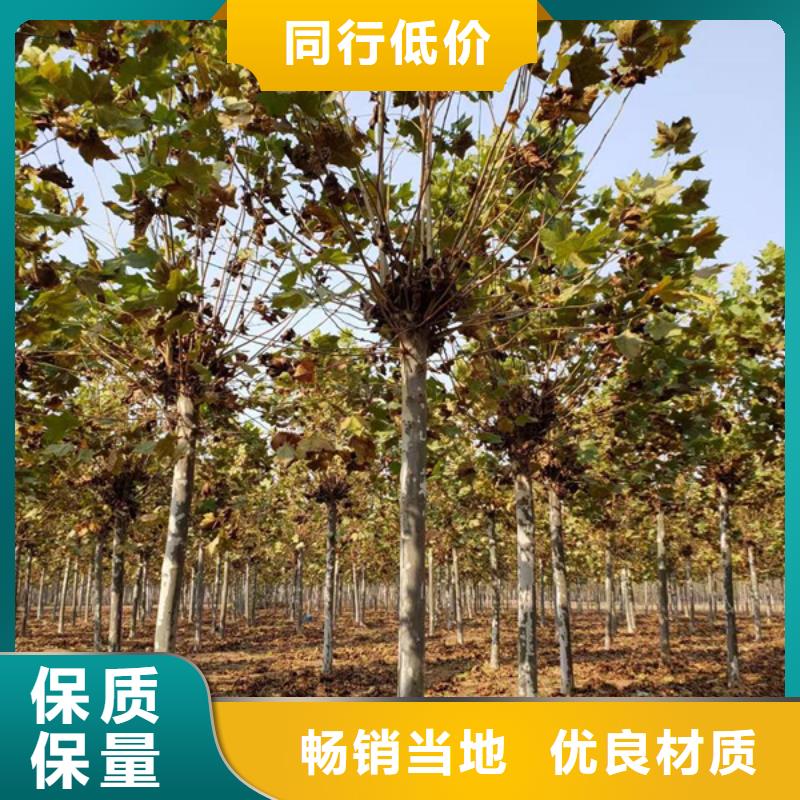 速生法桐报价法桐