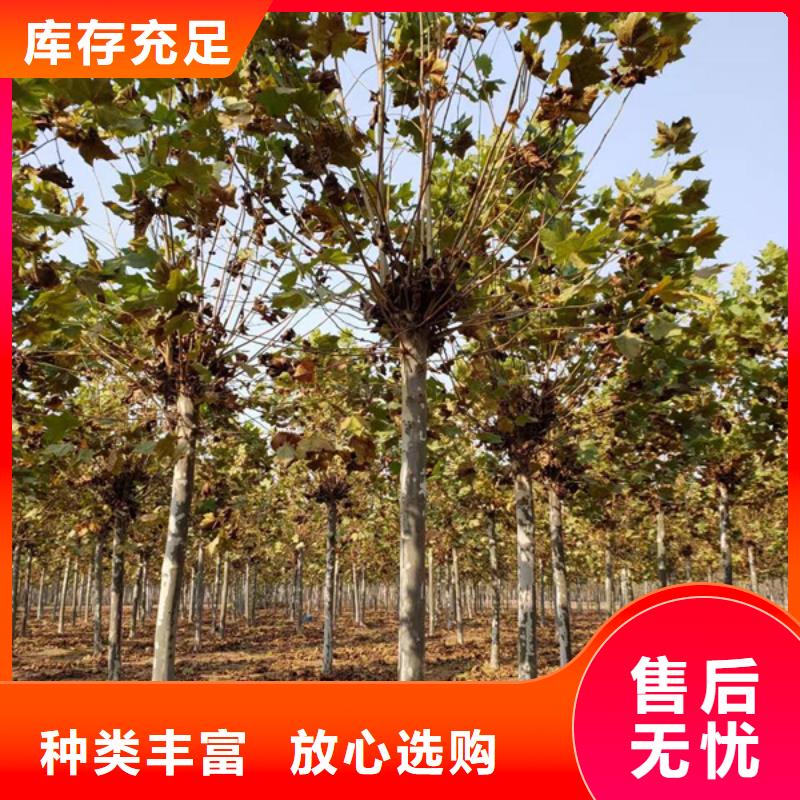 速生法桐基地法桐