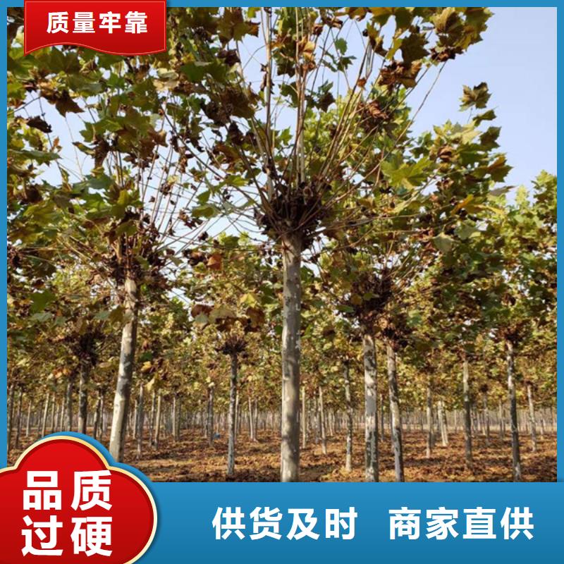 法桐厂家现货直销
