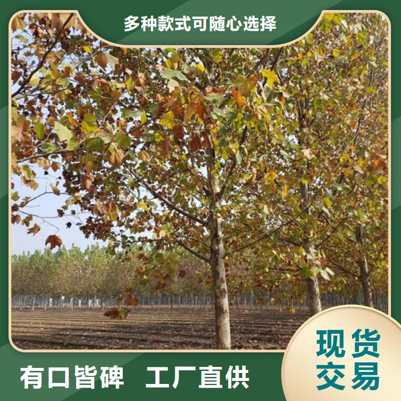 法桐,金叶槐好货有保障