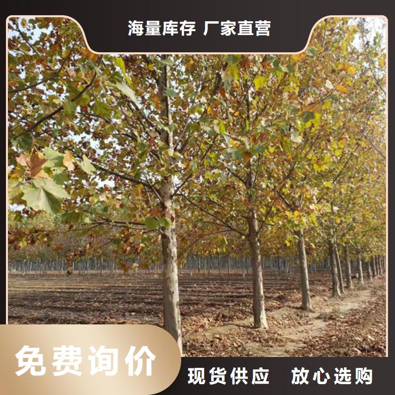 10公分法桐价格货源充足法桐