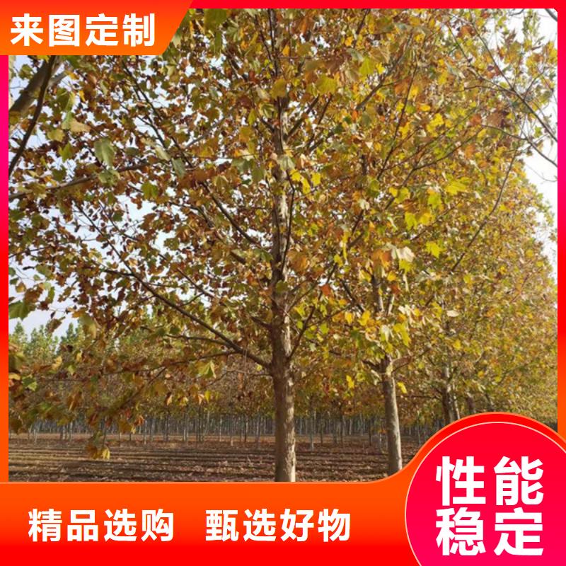 法桐黄金槐质量牢靠