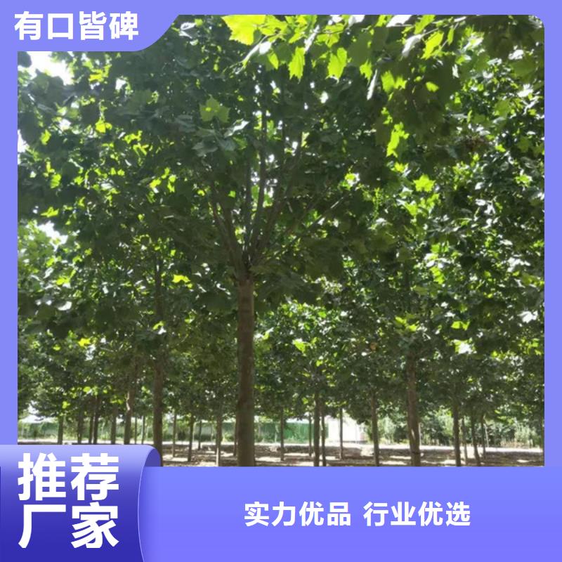 法桐质量放心法桐