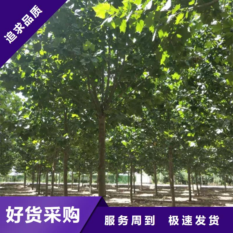 造型法桐量大从优法桐