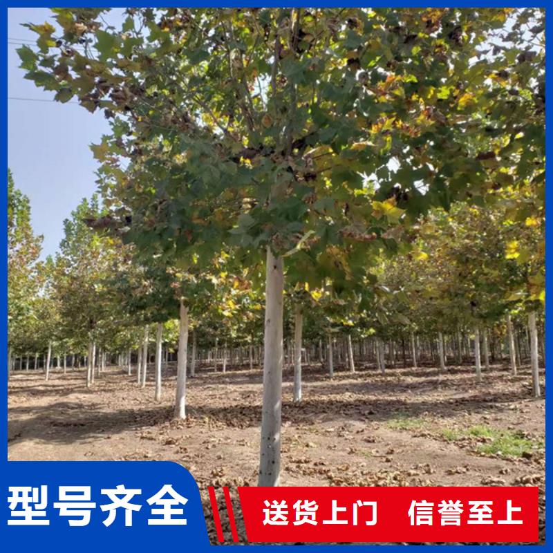 速生法桐放心选择法桐