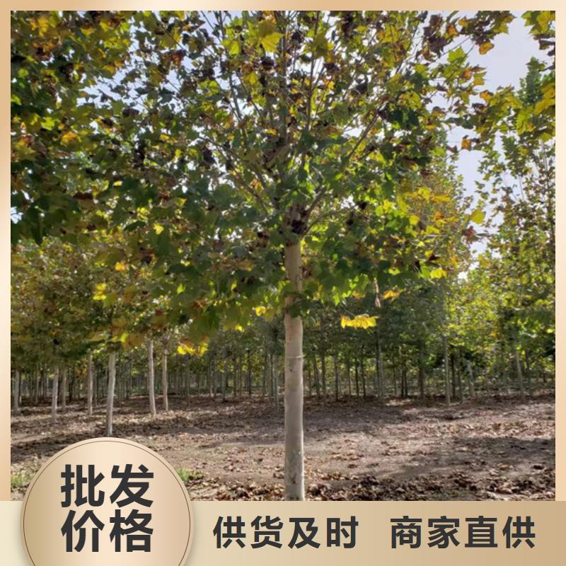 造型法桐放心选择法桐