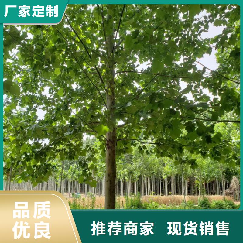 造型法桐放心选择法桐
