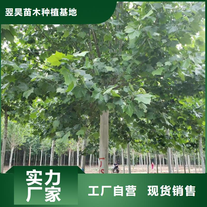 法桐造型法桐速生法桐法桐小苗详情电话咨询