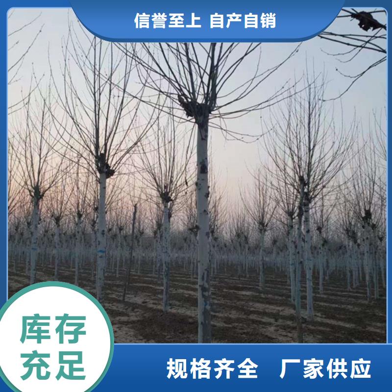 【法桐国槐产品优势特点】