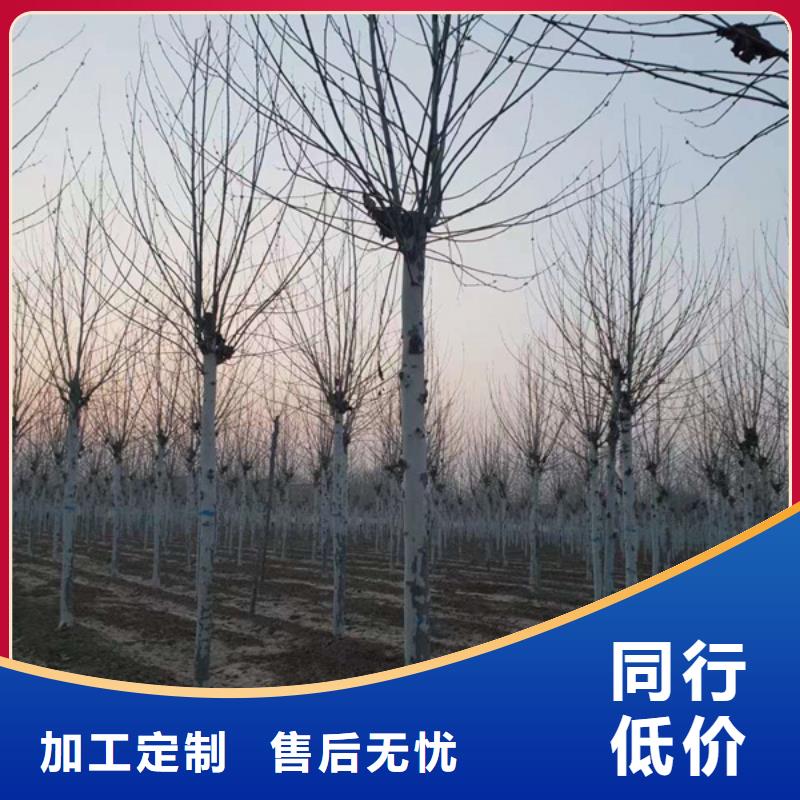 法桐价格种植基地法桐