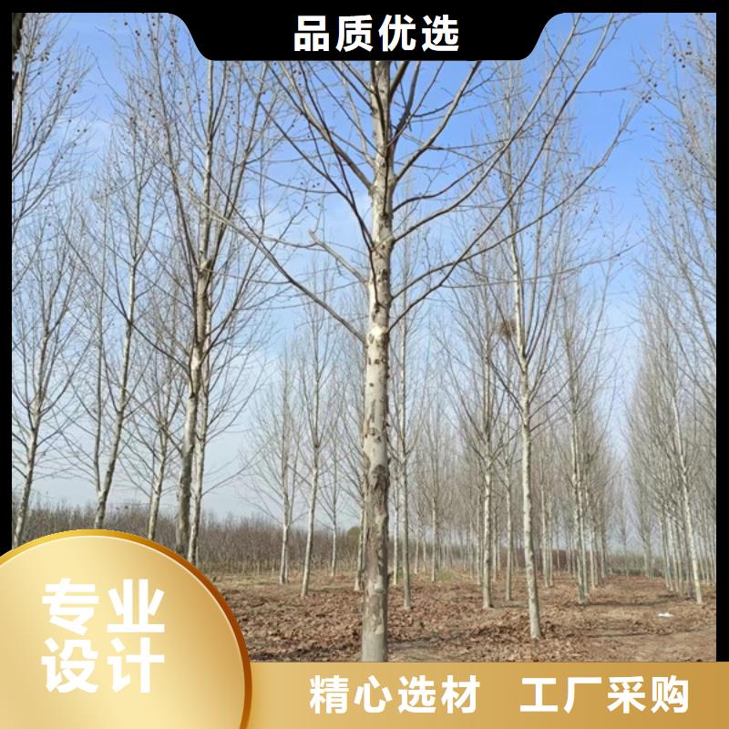 法桐免费咨询法桐