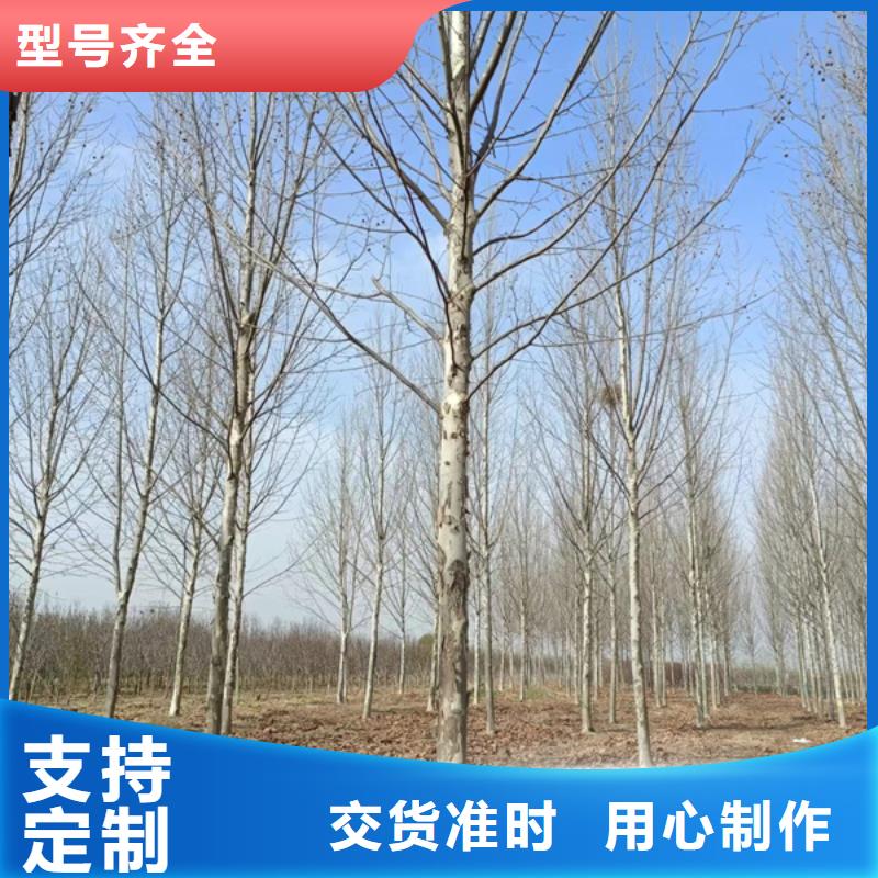 速生法桐价格合理法桐