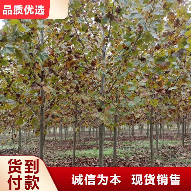 造型法桐量大从优法桐