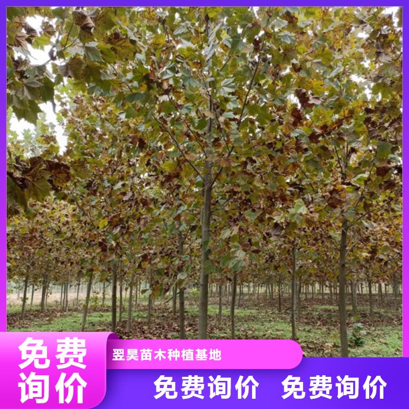 法桐造型法桐速生法桐法桐小苗详情电话咨询