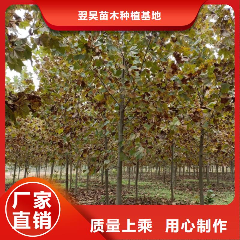 法桐,金叶槐好货有保障