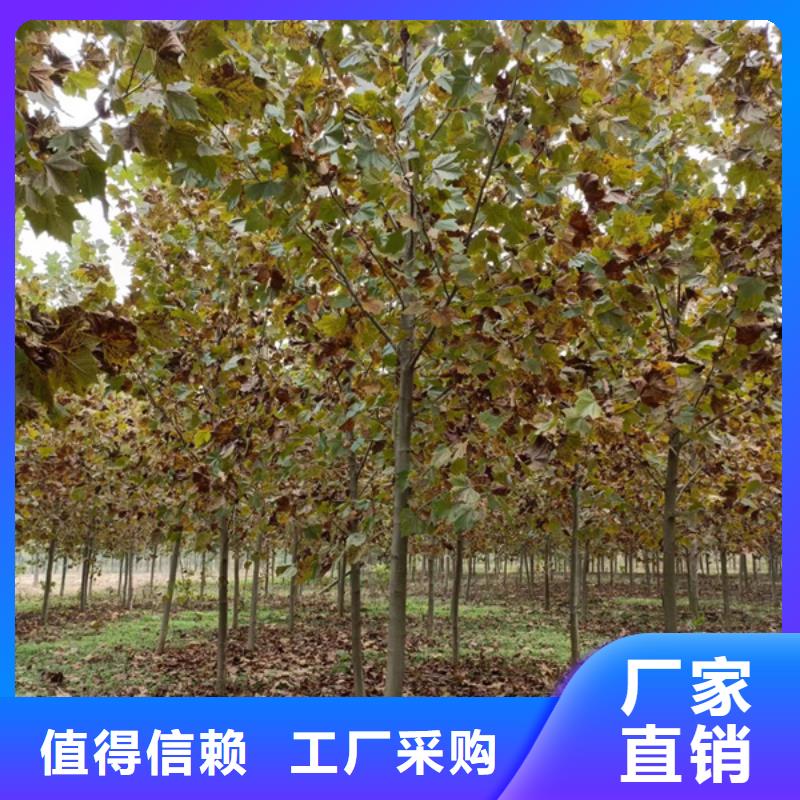 速生法桐价格合理法桐