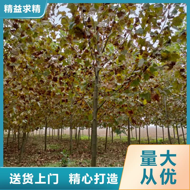 12公分法桐基地法桐