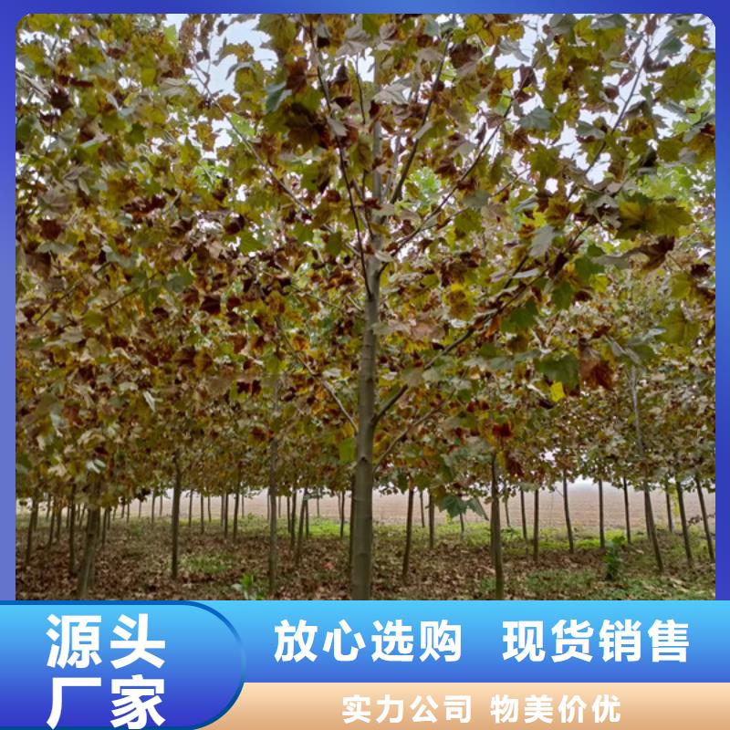 法桐种植基地法桐