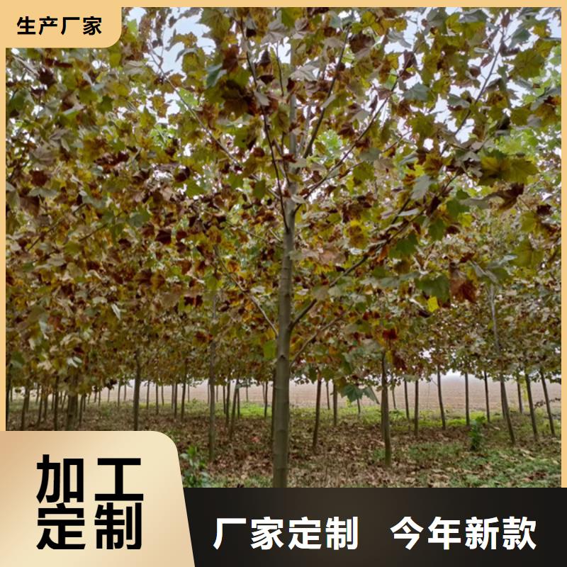 法桐小苗价格优惠法桐