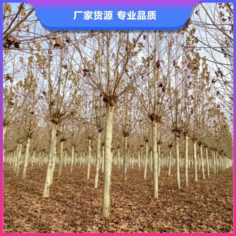 造型法桐现货直供法桐