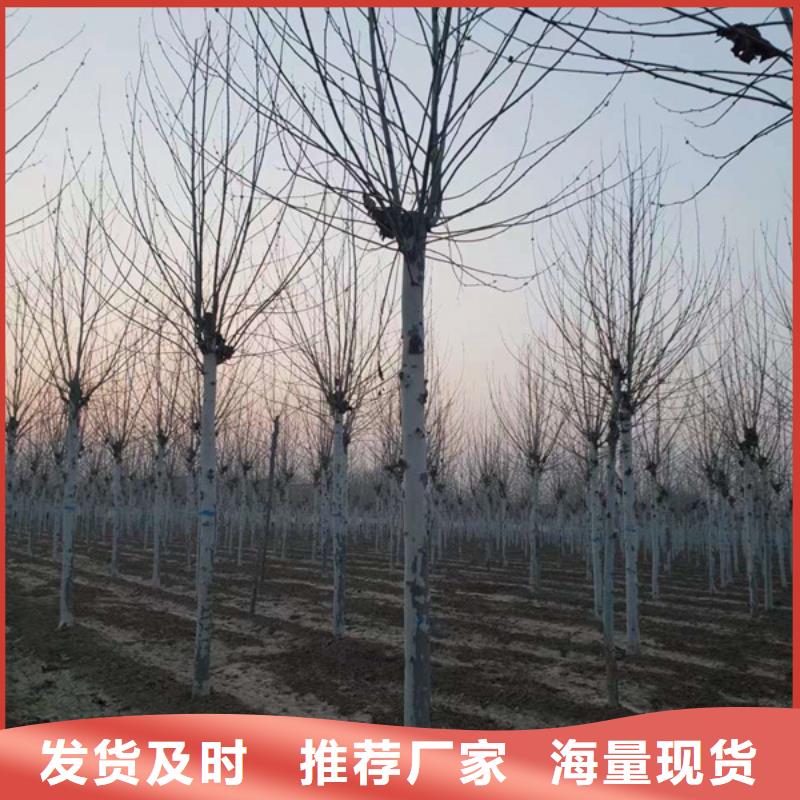 找15公分法桐厂家直销