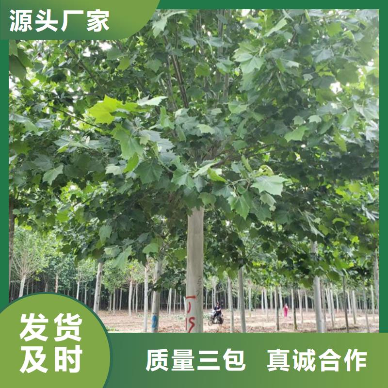 法桐黄金槐优质货源