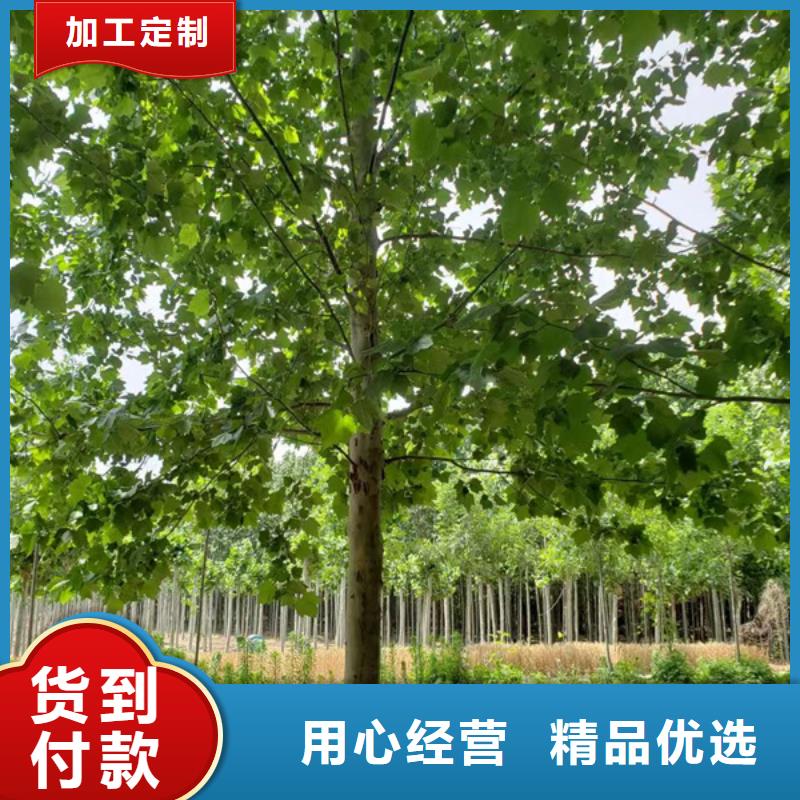 速生法桐报价法桐
