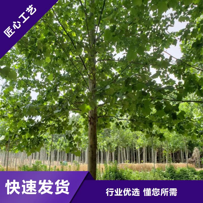 10公分法桐价格货源充足法桐